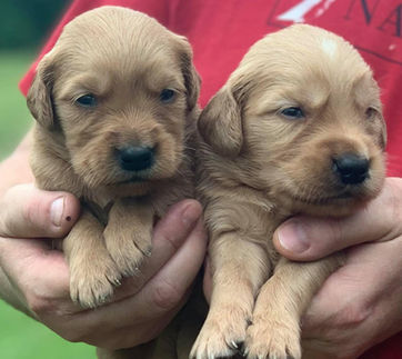 two newborn goldendoodle puppies held in a persons hands
