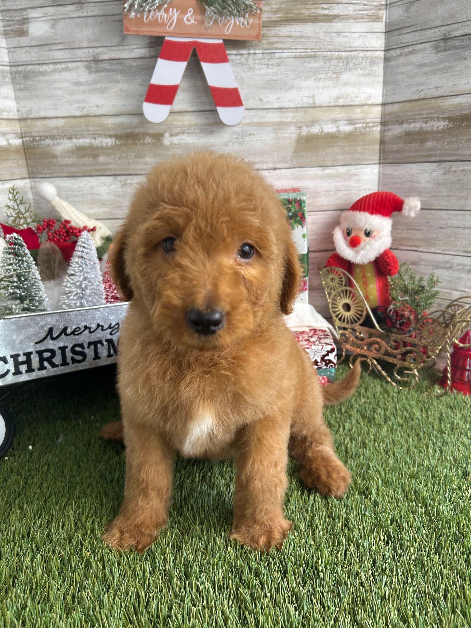 mini goldendoodle puppy