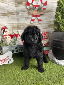 black festive goldendoodle puppy