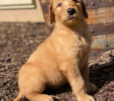 goldendoodle puppy sitting and looking off to the distance