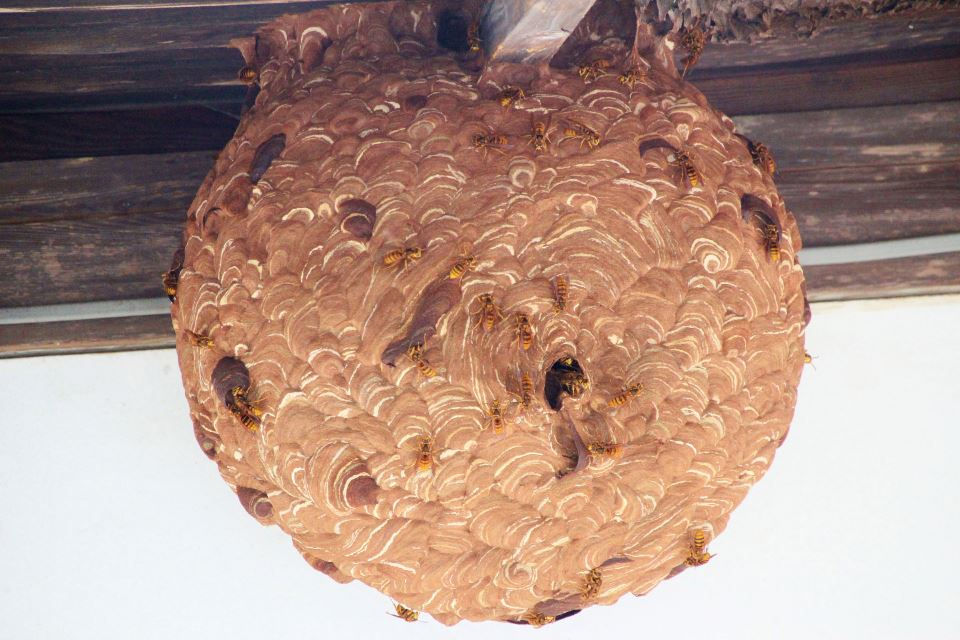 スズメバチの巣