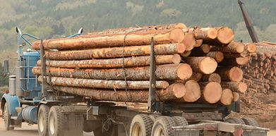Log Truck Photo