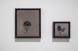 Steffen Diemer, Brombeeren, 2020, Nassplatten Kollodium Photographie, 25 x 30 cm; Diestel, 2023, Nas