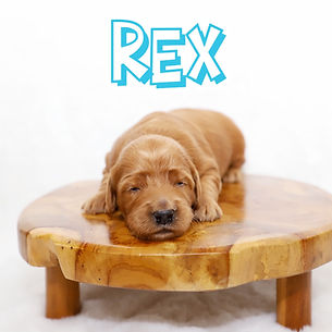 Rex 2.jpg