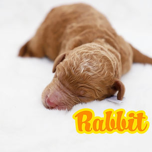 Rabbit.jpg