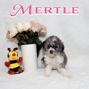 Mertle 4.jpg