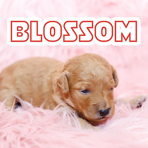 Blossom.jpg