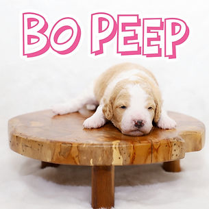 Bo Peep 2.jpg