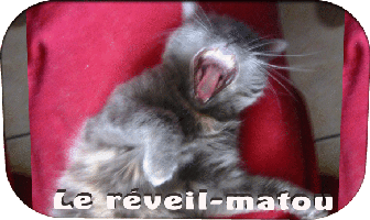 LeReveilMatou.gif