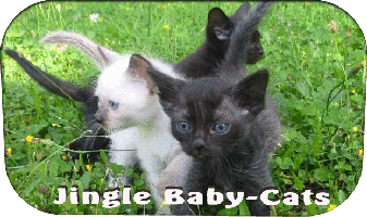 JingleBabyCats.gif