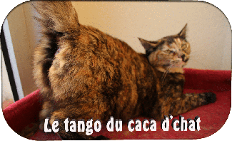 LeTangoDuCacaDChat.gif