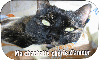 MaChachatteCherieDAmour.gif