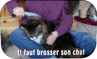 IlFautBrosserSonChat.gif