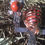 Thumbnail: Copper medut ankh set. Red Jasper. 