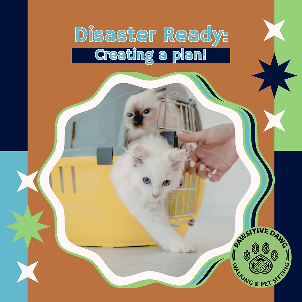 Two white cats in cat carrier