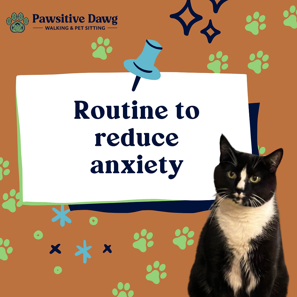The Power of Routine for Anxious Pets