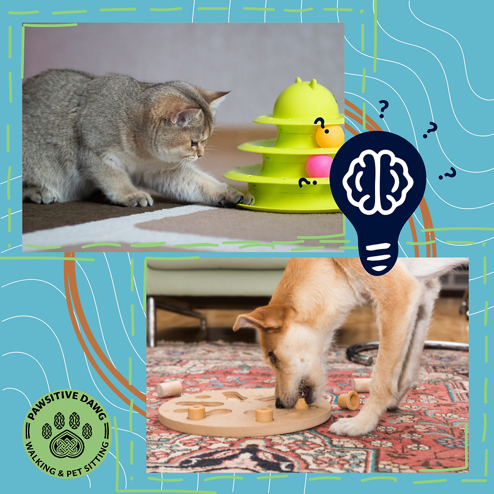 Rainy or Cold Day Routines: Indoor Enrichment Ideas for Pets