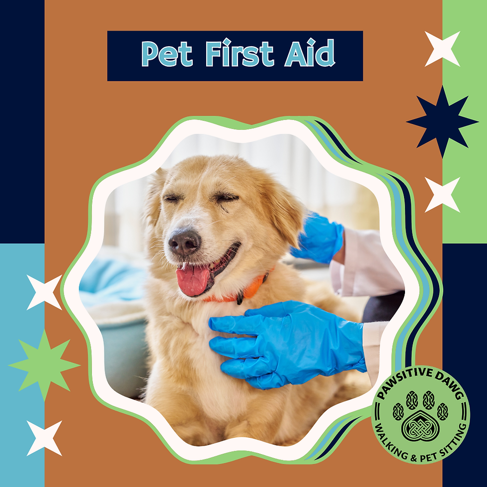 Pet First Aid Essentials Every Pet Parent Should Know