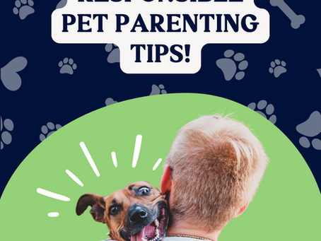 Caring for Pets as Family: Practical Tips for Pet Parents