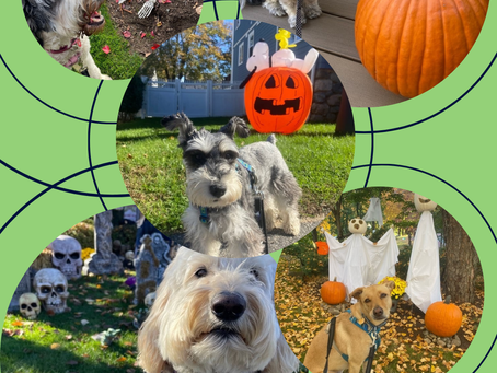 The Great Pumpkin Debate: Decoding the Myths and Truths About Feeding Pumpkins to Your Pet