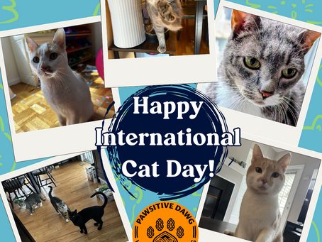 International Cat Day Celebration: Debunking Myths & Loving Cats Right