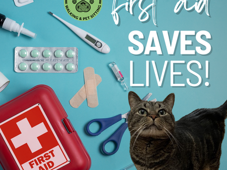 Pet First Aid: What Every Pet Parent Should Know