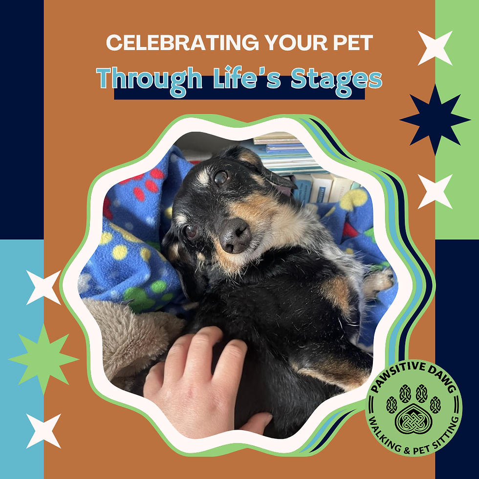 Celebrating Your Pet Through Every Life Stage