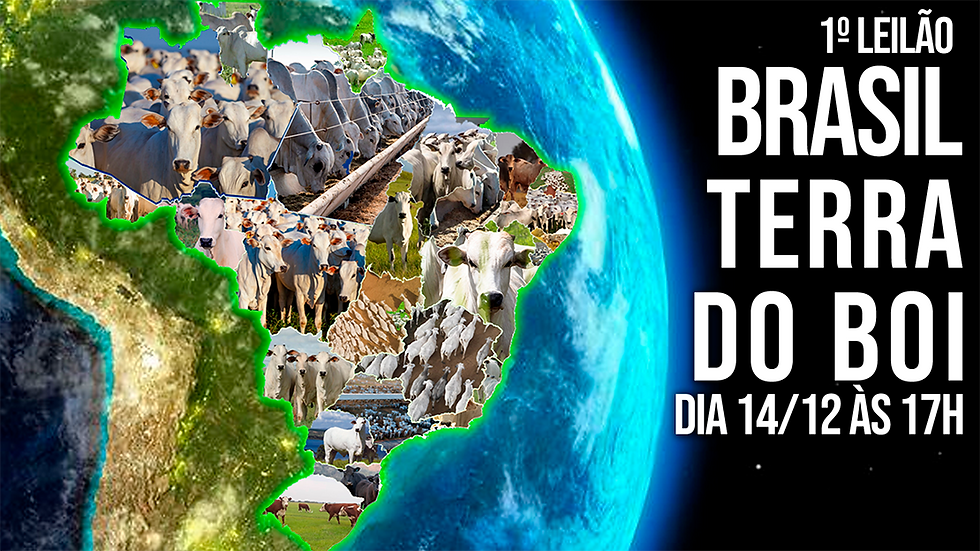 👉 LEILÃO BRASIL TERRA DO BOI - Quinta 14/12 às 17h 🐂