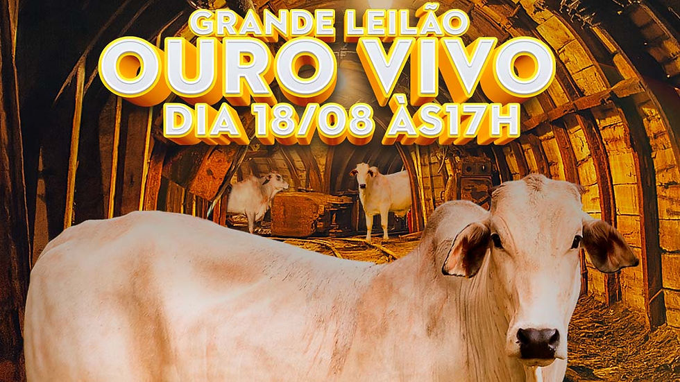 🐂 LEILÃO OURO VIVO - DIA 18/08 AS 17H