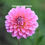 Thumbnail: Pink Runner