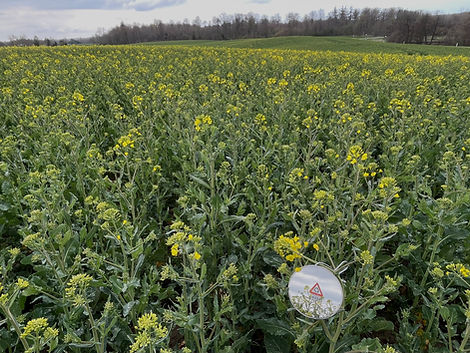 veld met koolzaad - verkeersbord