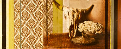 Still Life with Skull and Hydranga
