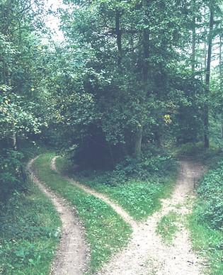 Forking forest path_edited.jpg