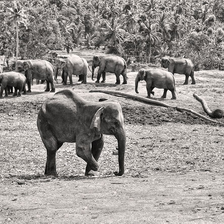 Go on Couch Safari Wildlife Streaming from Sri Lanka