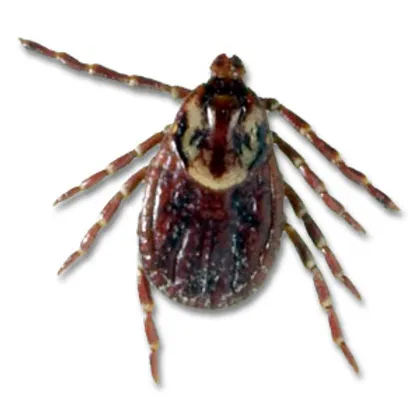 Ticks Fleas Control Ladybird Pest Management Singapore