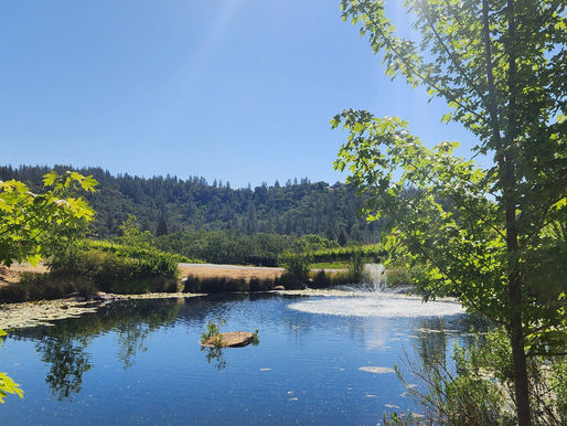 A serene pond reflects the surrounding lush greenery and distant forested hills under a clear blue sky, with sunlight dancing on the water's surface.