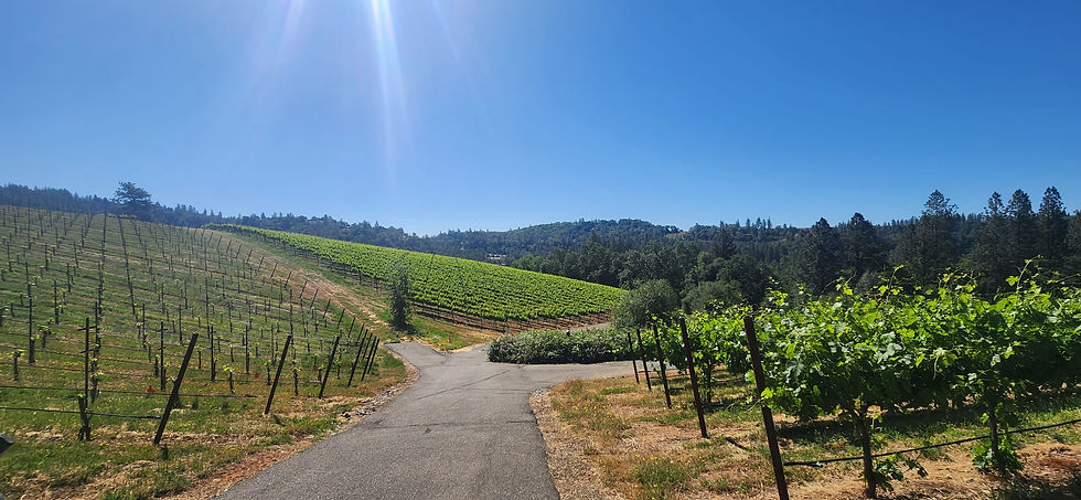 Sunlit vineyard with rows of grapevines on a hill, under a clear blue sky. A winding path leads through the lush, green landscape.
