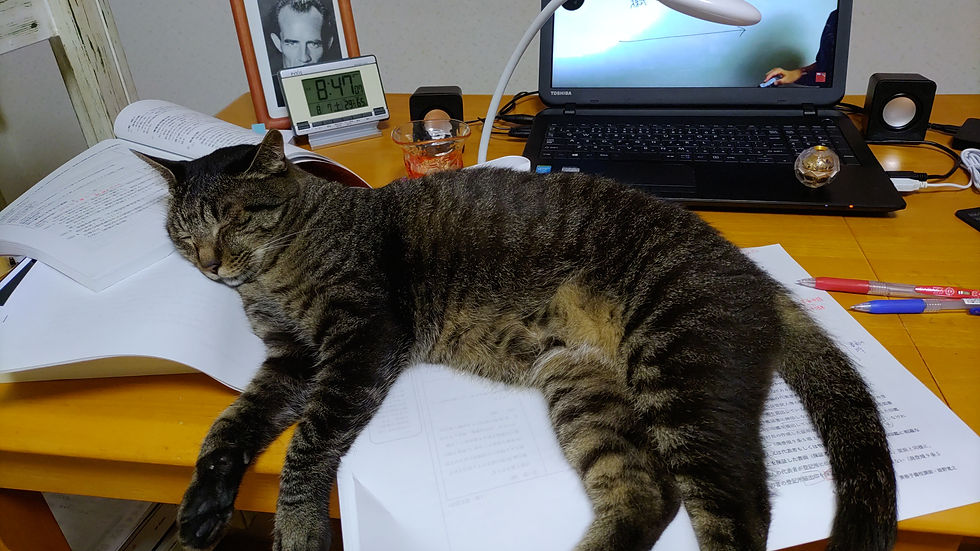 猫は邪魔が好きらしい。