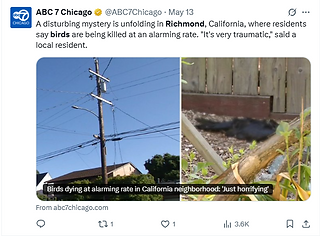 Post by ABC7 on X about the exploding birds
