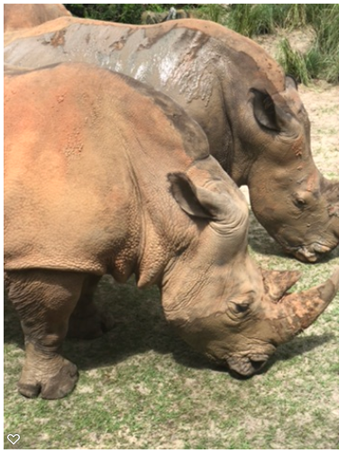 Just chilling with some rhinos on the Disney safari.