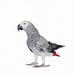 Oiseau