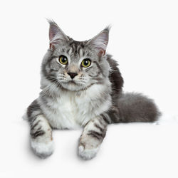 Chat