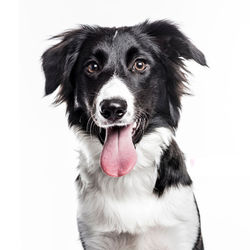 Chien