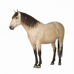 Cheval