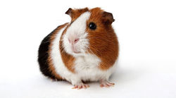 Cochon d'Inde