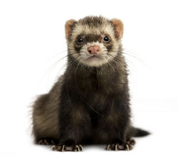 Furet