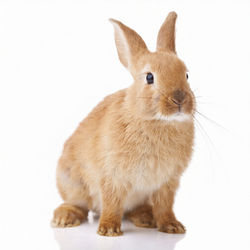 Lapin