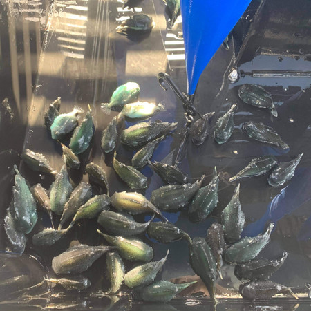 Cleanfish Equipment SPAG - skånsomt gjenfiske av rognkjeks og leppefisk