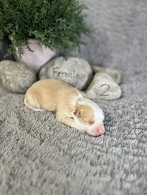 Apricot and white female Mini Sheepadoodle puppy from Pumpkin’s litter