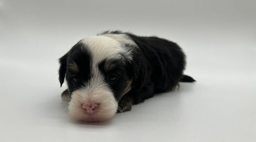 Male black, white and brown Mini Sheepadoodle puppy